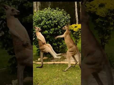 Fight between Kangaroo|| 🦘🦘🦘#Kangaroo's #Muscular #tail #shorts #shortvideo