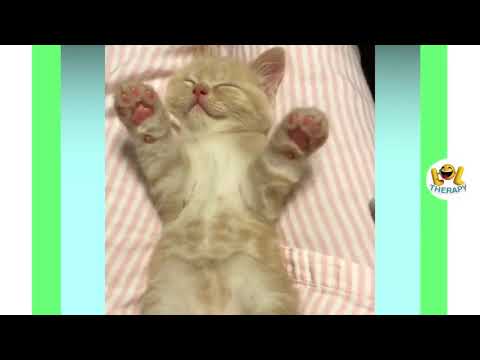 Video of cute kittens, relaxing videos, peace ...
