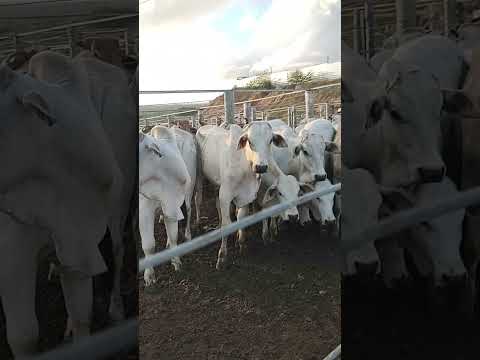 FEIRA DO GADO EM CIPÓ BA #pecuarista #roça #fazenda