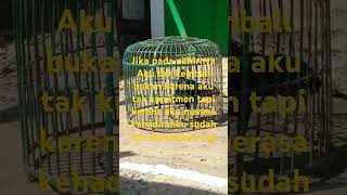 Download lagu Katakan sejujurnya #liriklagu #lagu mp3