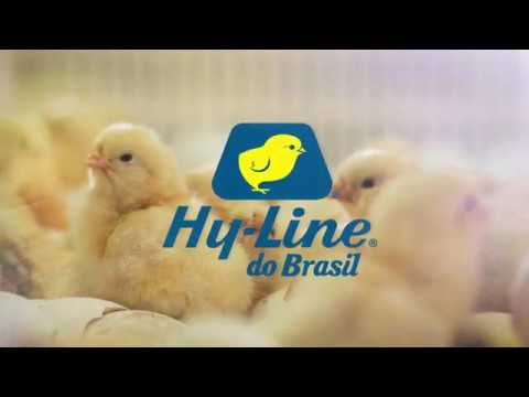 Vídeo institucional Hy-Line do Brasil