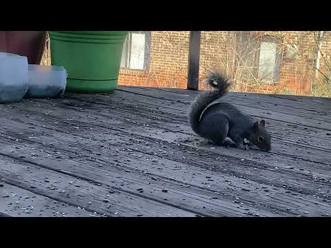 Squirrel on my deck, 1414 hrs, Wed 9 Feb 2022, Seneca, SC, 57 degrees F, 30 percent, N wind 5-9 mph