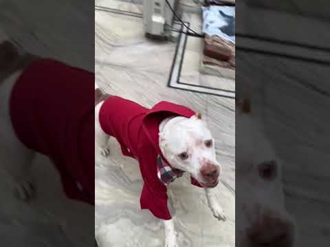 Slowmo pitbull  Video John / Dog / Trained pitbull