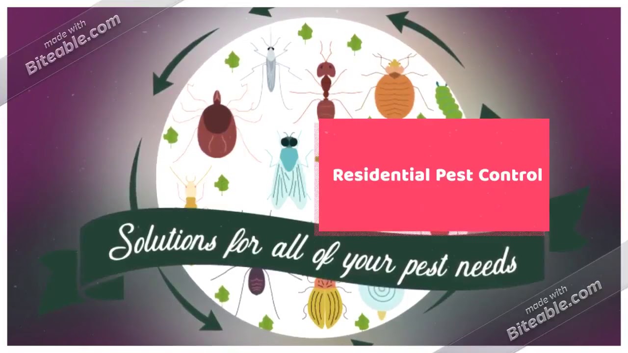 Best Termite Pest Control Service Provider in Kanpur, Pest Control for Cockroach