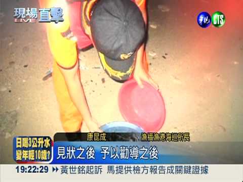 小琉球綠蠵龜孵化 缺德客竟捕抓