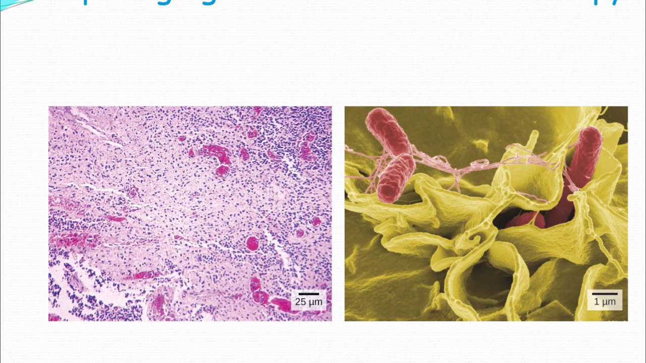 Biol 1408   Chapter 3