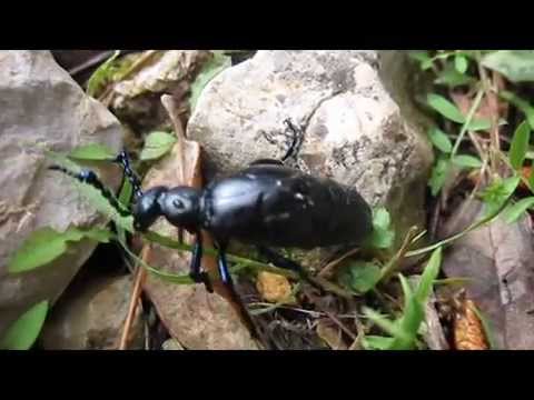 Maiwurm - Käfer auf Mallorca