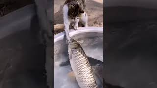 Funny Videos 2021 ● #shorts