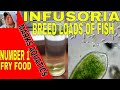 HOW TO CULTURE INFUSORIA FOR FISH FRY