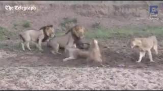 The lucky buffalo miraculously escapes from five lions because of in fighting within the pride