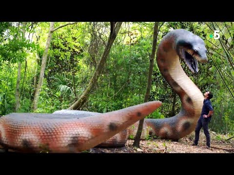 Titanoboa : le serpent géant disparu - ZAPPING SAUVAGE