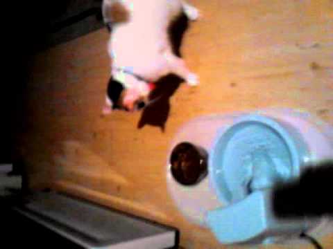 My cat is scared of her own food bowl