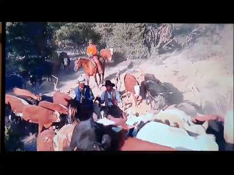 City Slickers, VCR TV tape recording scene. "The cows can tape something by now."