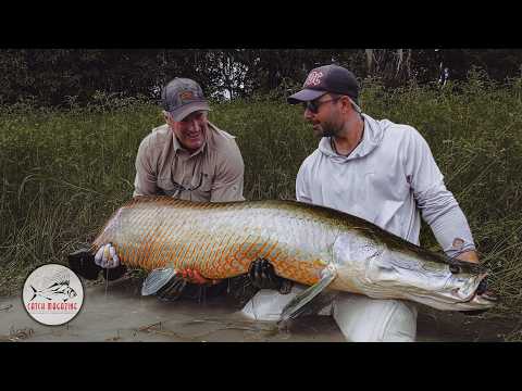 Pirarucu Fly Fishing - GIANT ARAPAIMA of the AMAZON - by Todd Moen