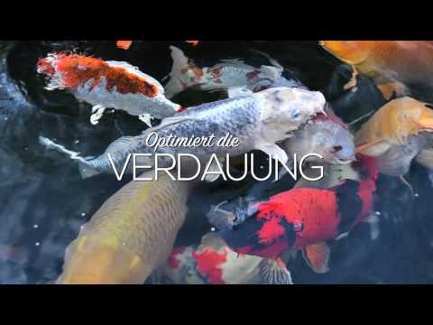 Saki Hikari Koifutter aus Japan - jetzt auch in Deutschland bei KOITEC kaufen