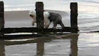 preview picture of video 'Bobby & Tiger Pevensey Beach Jan 2008 B'