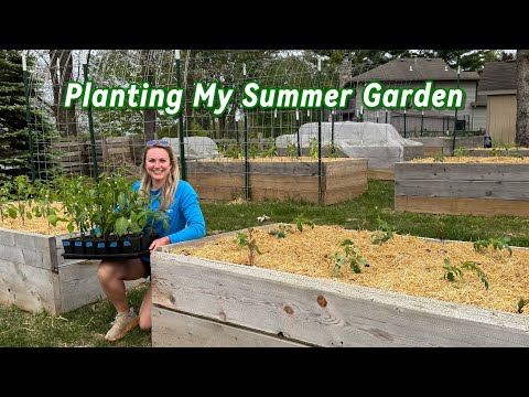 Creating My Summer Vegetable Garden: Tomatoes, Peppers, and More!