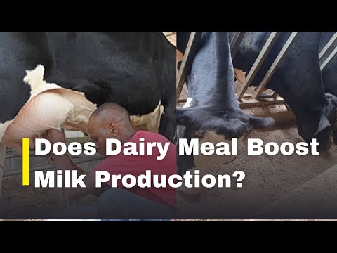 The True Cost of a Friesian Cow Is it worth it