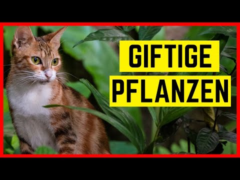 , title : 'Giftige Pflanzen für Katzen - Gefahr erkannt, Gefahr gebannt!'