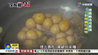 [問卦] 綠獵蜥有可能成為食材嗎