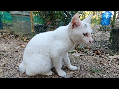 white japanese bob tail kitten