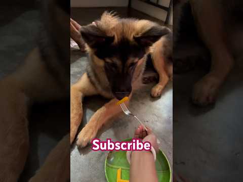 Valo lagle like & subscribe diyo #viral #dog #buddy #youtrubshort #vairalreels #cutepet