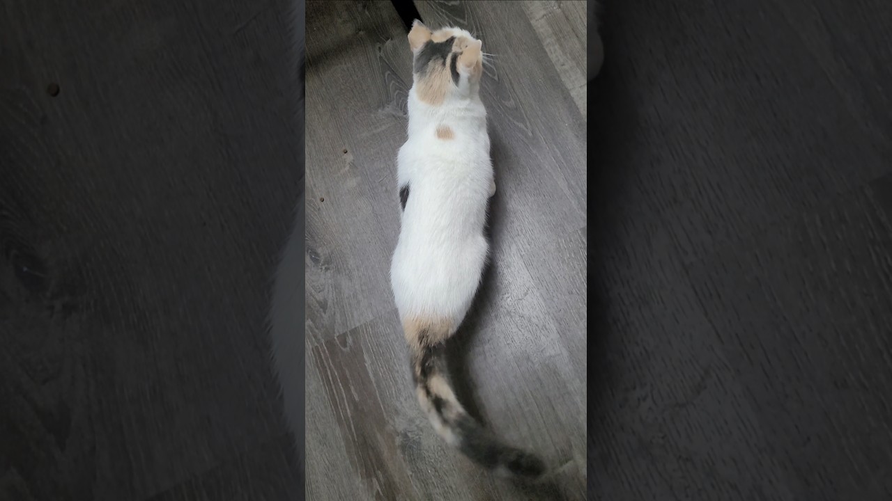 Enlarge Moira, a Adoptable mixed breed in Dallas, TX video 6/6