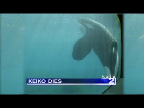 Keiko's Last Days - December 12, 2003 | KATU In The Archives