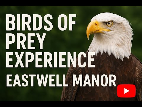 Birds of Prey Experience at Eastwell Manor