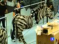 El Rey León Reportaje TVE Noticias En España Y Desde Adentro