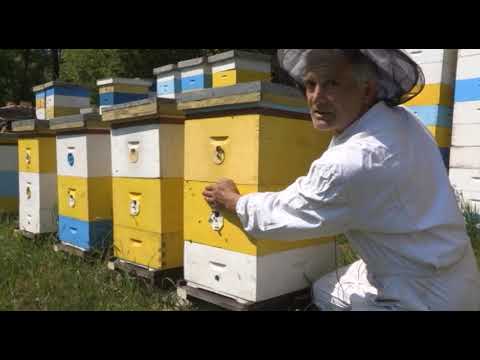 Boja meda ep.11 22.05.2018. - Svetski dan pčela,  Langstrot trustove košnice...