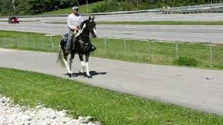 preview picture of video '#011 - (39.2) - Big John crossing Rock - Gait -Stop - Wait'