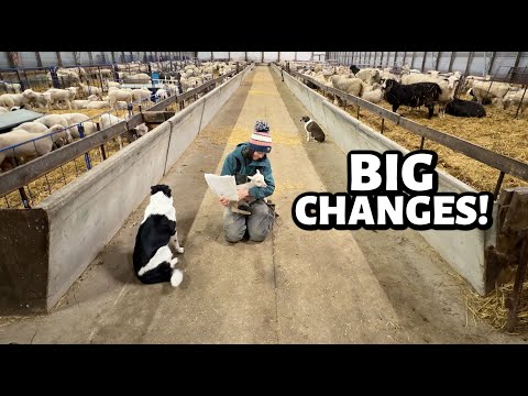 We've made some BIG changes for our 2026 sheep flock!! ...let the planning BEGIN!!