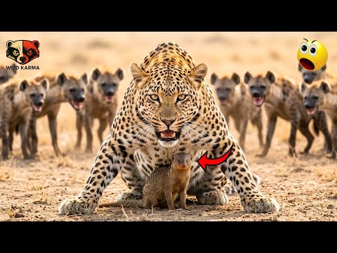Leopard vs 5 Hyenas: A Brave Mongoose Mother’s Incredible Miracle!