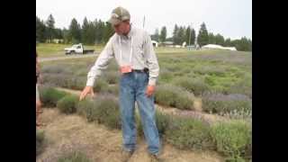 preview picture of video 'Lavender at Young Living St. Maries Farm'