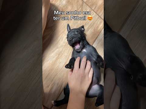Meu sonho era ter um Pitbull e de presente tomei…🎁 #cachorro #pitbull #cachorros #filhote #filhotes