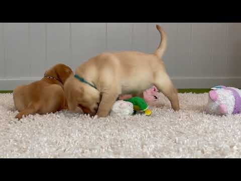 Ace the Cute Labrador Puppy