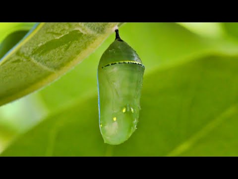 "Living In A Cocoon" #living #cocoon