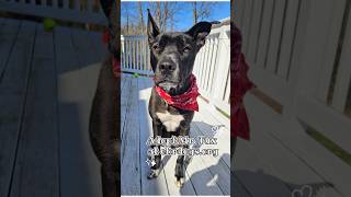 Video preview image #1 Australian Kelpie-Unknown Mix Puppy For Sale in Rockaway, NJ, USA