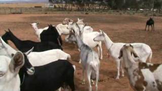 preview picture of video 'Drought and  Dairy goats'