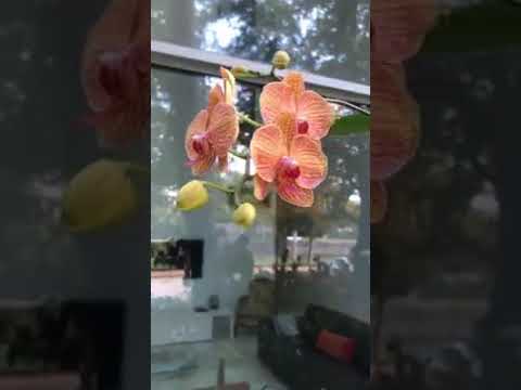 Many,many flowers. FB Yamilka Missair