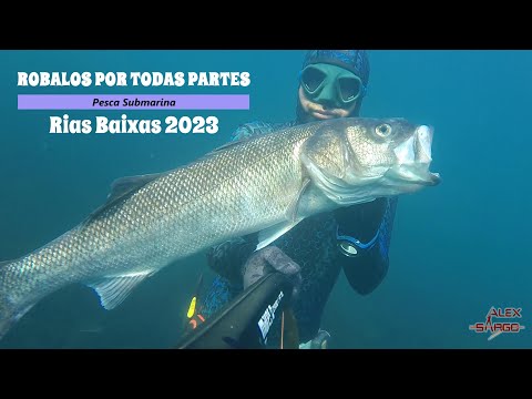 ROBALOS POR TODAS PARTES. Pesca submarina, Rias Baixas 2023.