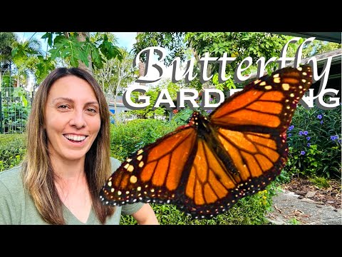 Best Tips to Attract Butterflies - Butterfly Gardening 101