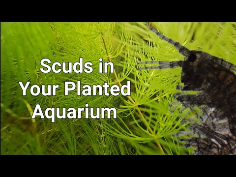 Scuds in Your Planted Aquarium - Why We Love Scuds