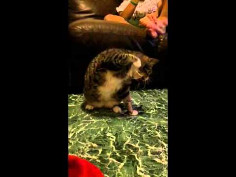 Un tigre en casa😊