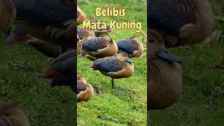 Download lagu Mengagumkan! Suara Merdu Burung Belibis Mata Kuning  #profesorkicau  #shortsfeed mp3 Download lagu Mengagumkan! Suara Merdu Burung Belibis Mata Kuning  #profesorkicau  #shortsfeed mp3