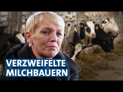 Verzweifelte Landwirte: Was tun gegen den niedrigen Milchpreis? | Panorama 3 | NDR