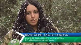 В лесхозах Харьковщины стартовала продажа елок