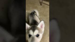 Alaskan Malamute Puppies Videos