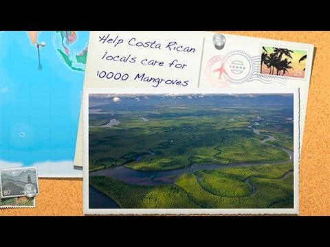 Help Costa Rican locals care for 10.000 mangroves